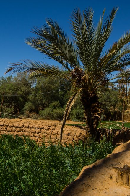 الترافع البيئي في المغرب: التحديات، الاستراتيجيات، والعوائق المؤسساتية